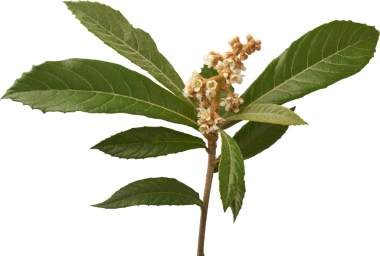 Küçük beyaz çiçekleri, tomurcukları ve yaprakları olan lokuat dalı veya yaprakları yalıtılmış beyaz arka plan, ilkbaharda meyveli tropikal ağaç