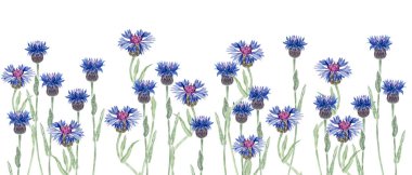 Canlı mavi ve mor tonlar içinde çiçek açan knapweed çiçekleri. Beyaz arka planda izole edilmiş kusursuz suluboya kenarı botanik desenler, davetiyeler, ambalajlama ve kırsal yaz tasarımları için mükemmel..