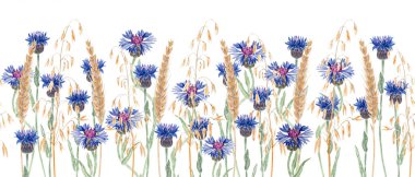 Mavi çiçek, altın buğday ve yulaf kulağı. Kusursuz suluboya kenarı beyaz arka planda izole edilmiş. Kırsal kır çiçeği tasarımı, ülke tarzı düğün davetiyeleri, kumaş desenleri, eko için mükemmel.