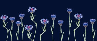 Canlı mavi ve mor tonlar içinde çiçek açan knapweed çiçekleri. Kusursuz suluboya sınırı koyu mavi arka planda izole edilmiş, botanik desenler, davetiyeler, ambalaj ve kırsal yaz için mükemmel.