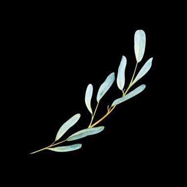 Okaliptüs, siyah arka planda suluboya çizimi. El yapımı botanik tasarımı, düğün davetiyeleri, marka, ambalaj, tekstil, doğal kozmetik ürünleri ve zarif kırtasiye ürünleri için mükemmel.