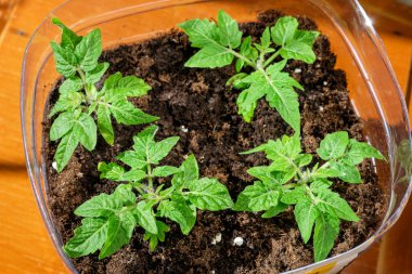 Toprak dışında büyüyen domates yeşil fide