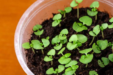 Tencerede taze fesleğen tohumu. Çeşni tohumlar,.