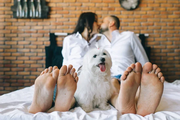 朝のベッドで横になっている犬と陽気な結婚して妊娠しているカップル — ストック写真
