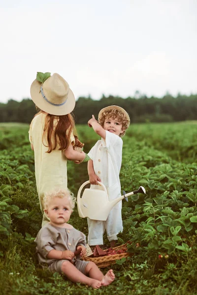 Tres niños caucásicos jóvenes vestidos con fresa de la cosecha de lino —  Fotos de Stock