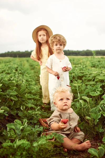 Tre unga kaukasiska barn klädd i linne Harvest) jordgubbar — Stockfoto