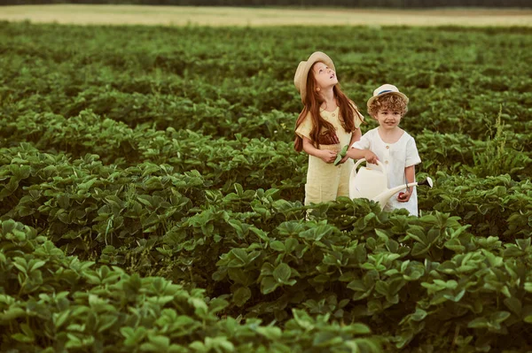 Twee schattige Kaukasische Kids jongen en meisje oogsten aardbeien in — Stockfoto