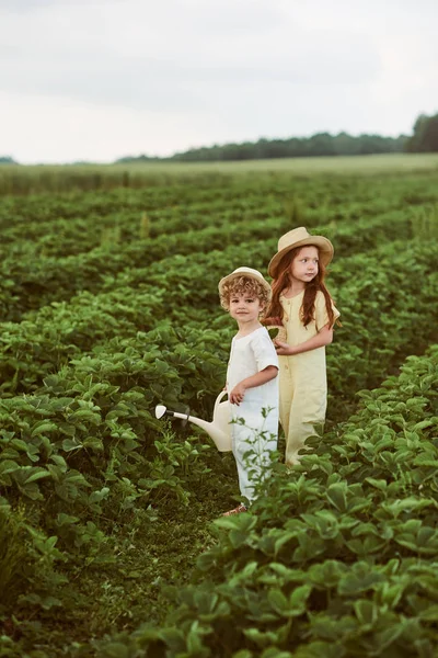 Dva roztomilí kavkazové, chlapci a dívky sklízejí jahody v — Stock fotografie