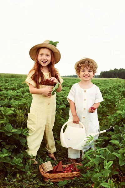 Twee schattige Kaukasische Kids jongen en meisje oogsten aardbeien in — Stockfoto