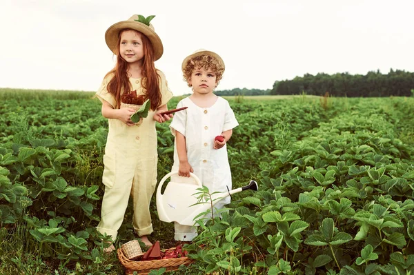 Dos niños caucásicos lindo niño y niña cosechando fresas en — Foto de Stock