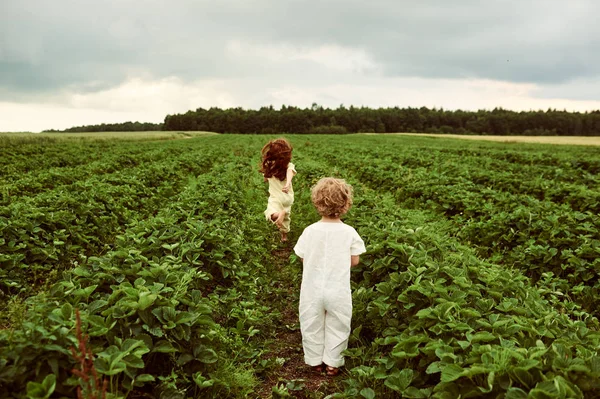 Dois bonito caucasiano crianças menino e menina colheita morangos em — Fotografia de Stock