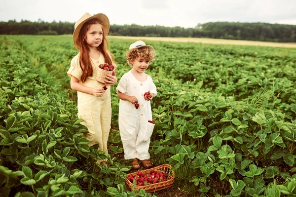 Twee schattige Kaukasische Kids jongen en meisje oogsten aardbeien in — Stockfoto