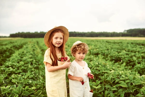 Dos niños caucásicos lindo niño y niña cosechando fresas en — Foto de Stock