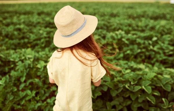 Ein kleines hübsches kaukasisches Mädchen auf dem grünen Feld erntet eine — Stockfoto