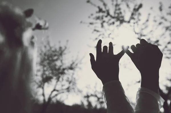 Mãos humanas cobrindo a luz solar brilhante que passa pelos dedos. — Fotografia de Stock