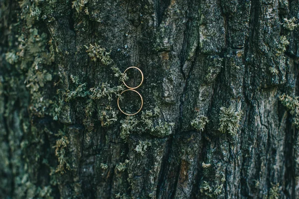 Свадебная фотография. Закрыть обручальные кольца лежат на коре дерева. — стоковое фото
