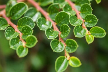 Dağ muşmulası horizontalis bitki yaprakları damla