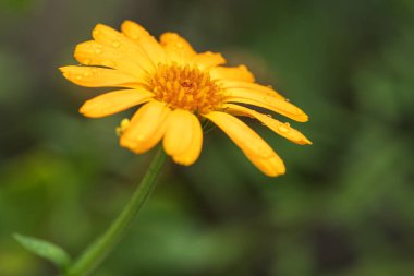 Bir bahçede büyüyen büyük çiçekler