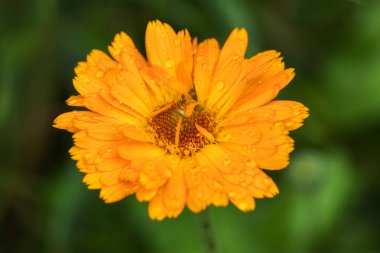 Bir bahçede büyüyen büyük çiçekler