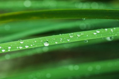 sabah taze çimen çiy ile damla