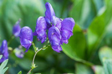 Bloom, yüksek çiçekli bitki, mavi çiçek demet aconitum plicatum koyu mavi çiçekler