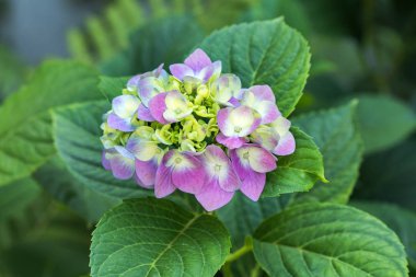 pembe ve mavi ortancaları