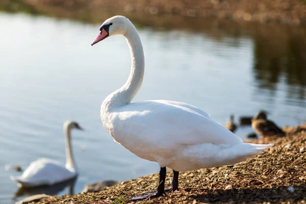 Beautiful white swan with the family in swan lake, romance, seasonal postcard, selective focus