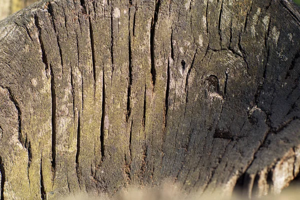 Textura de madeira. É possível usar como pano de fundo. Melhor para resolução da Web — Fotografia de Stock