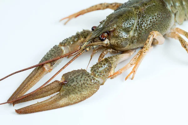 Crayfish on a white background — Stock Photo, Image