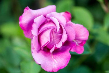 Bahçedeki güzel pembe gül