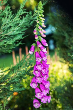 Vahşi yüksükotu tarlası Digitalis purpurea