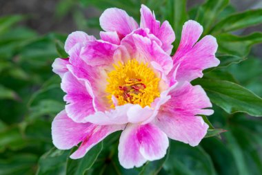 Bahçedeki zümrüt yeşilliğinin arka planında pembe şakayık çiçeği. Pembe pion.