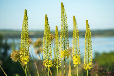 Tilki kuyruklu zambaklar. Çöl Mumları, Eremurus..