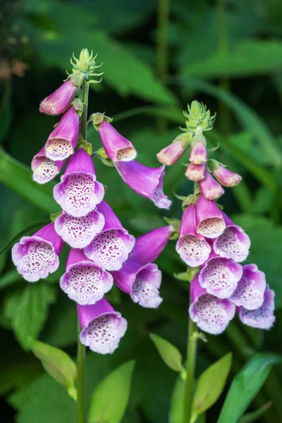 Campo de luva de raposa selvagem - Digitalis purpurea — Fotografia de Stock