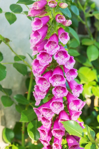 Campo de luva de raposa selvagem - Digitalis purpurea — Fotografia de Stock