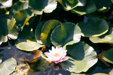 Nilüferler gölette