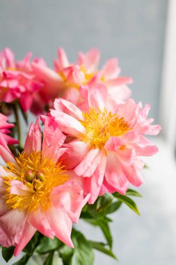 Vasıl belgili tanımlık pencere cam vazoda pembe peonies.