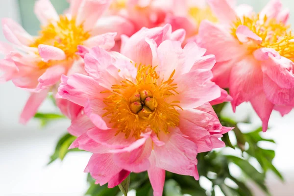 Pink peonies in a glass vase at the window. — Stock Photo, Image