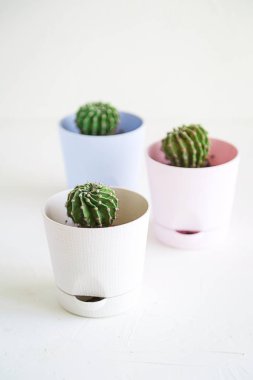 Küçük bitki tencere beyaz mini kaktüsler.