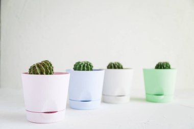 Küçük bitki tencere beyaz mini kaktüsler.