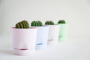 Küçük bitki tencere beyaz mini kaktüsler.