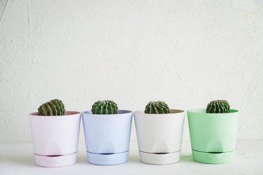 Küçük bitki tencere beyaz mini kaktüsler.
