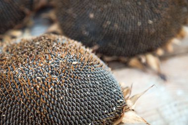 Ahşap arka plan üzerinde bazı kurutulmuş ayçiçeği üstten görünüm.