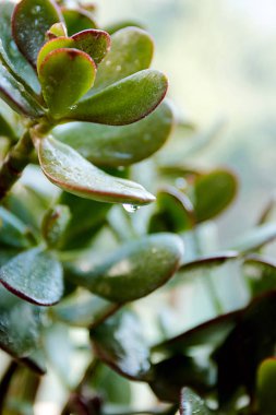 Pencere pervazı etli, crassulaceae veya monye ağacı. Uzay kopyalayın. Ev bitkisi.