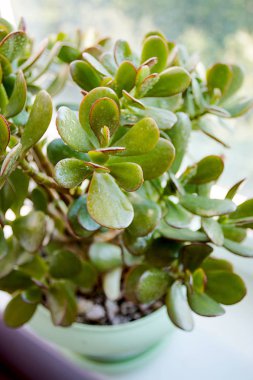Pencere pervazı etli, crassulaceae veya monye ağacı. Uzay kopyalayın. Ev bitkisi.