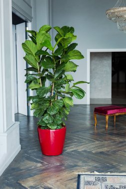 Büyük bir oturma odası, rahat kanepe ve büyük bir dul, ficus kırmızı bir tencerede.