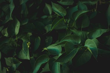 Doğa arka plan, yeşil yaprakları bir ormanda, yaz