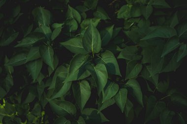 Doğa arka plan, yeşil yaprakları bir ormanda, yaz