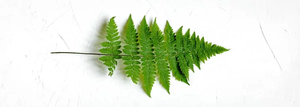 Gren Grön Ormbunke Konkreta Bord — Stockfoto