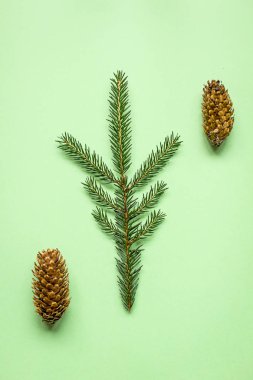 Köknar ağacı dalı ve koniler yeşil kağıt, üstten görünüm üzerinde. Kış sezonu